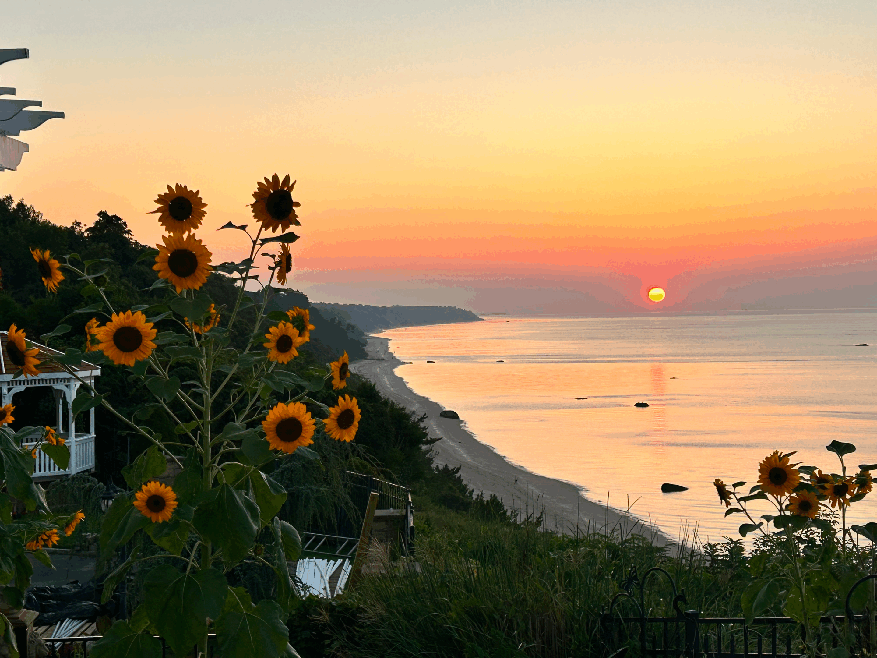 Sunset over a coastline with sunflowers in the foreground.